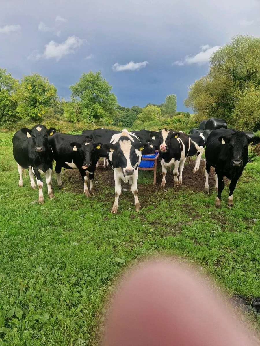5 Maiden friesian heifers 1.5 years old - Image 1