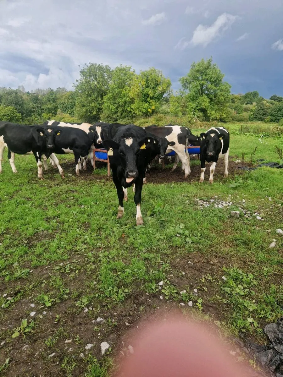 5 Maiden friesian heifers 1.5 years old - Image 2