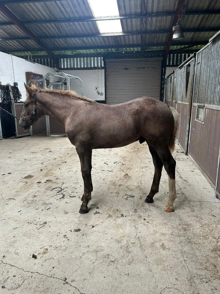 RID colt foal - Image 2