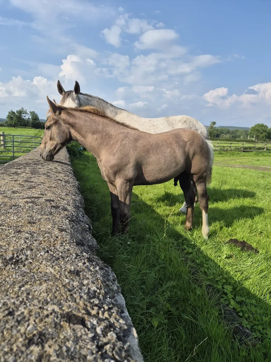 RID colt foal - Image 4