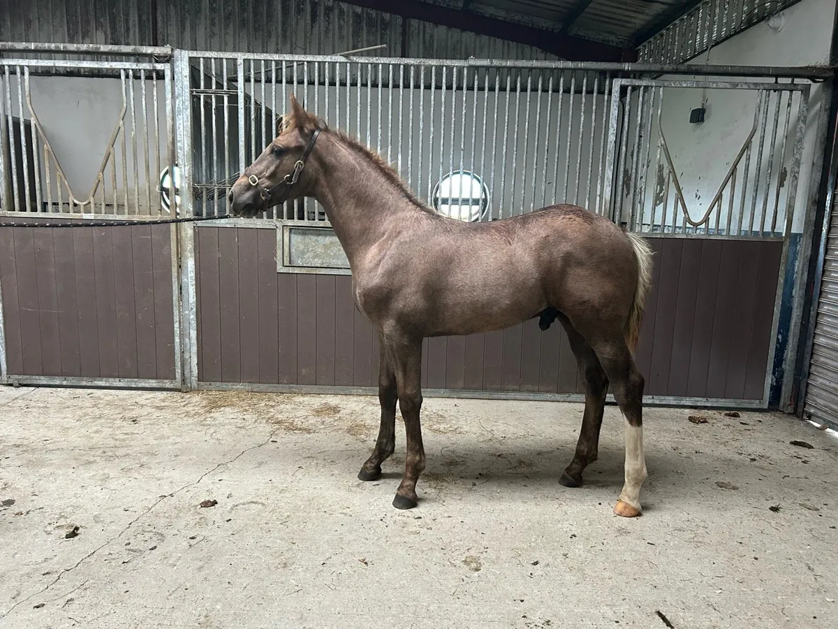 RID colt foal - Image 1