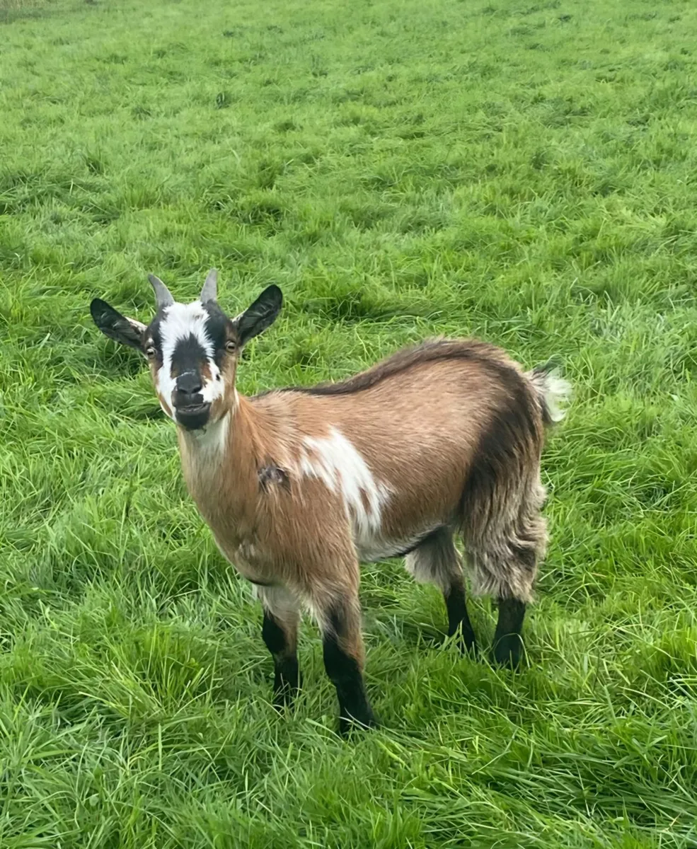 Female Pygmy kid - Image 1