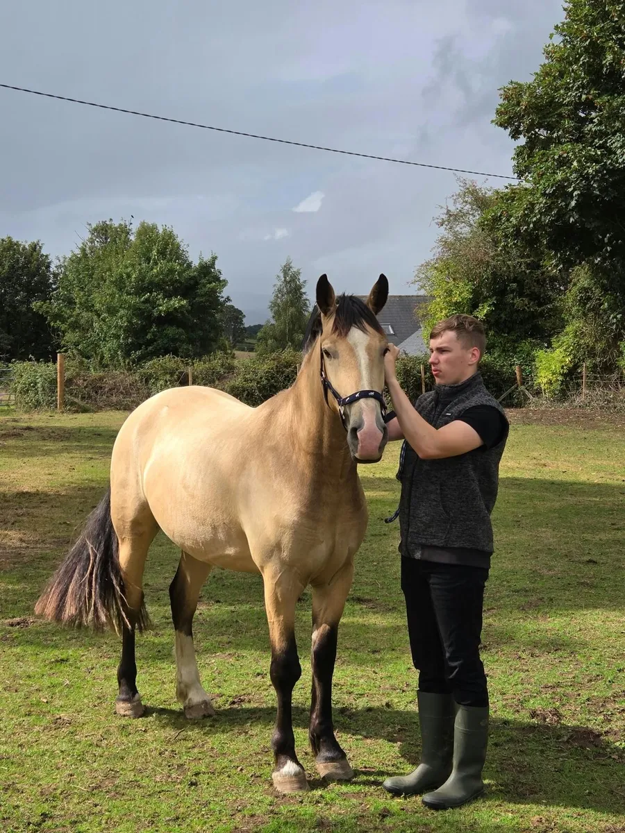 Beautiful Buckskin/Dun gelding - Image 4