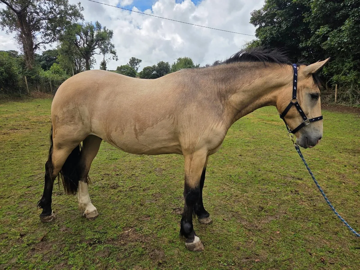 Beautiful Buckskin/Dun gelding - Image 2