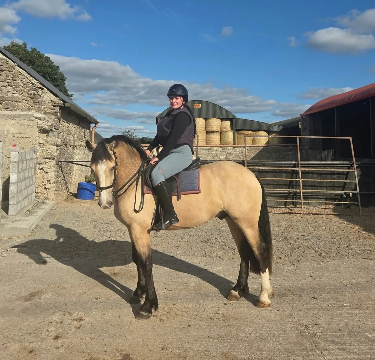 Beautiful Buckskin/Dun gelding - Image 3