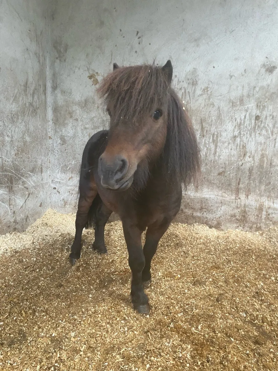 Miniature pony - Image 1