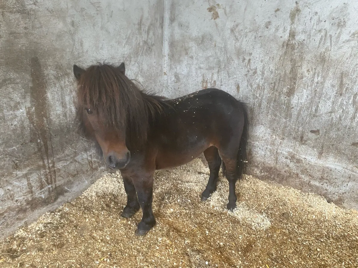 Miniature pony - Image 2