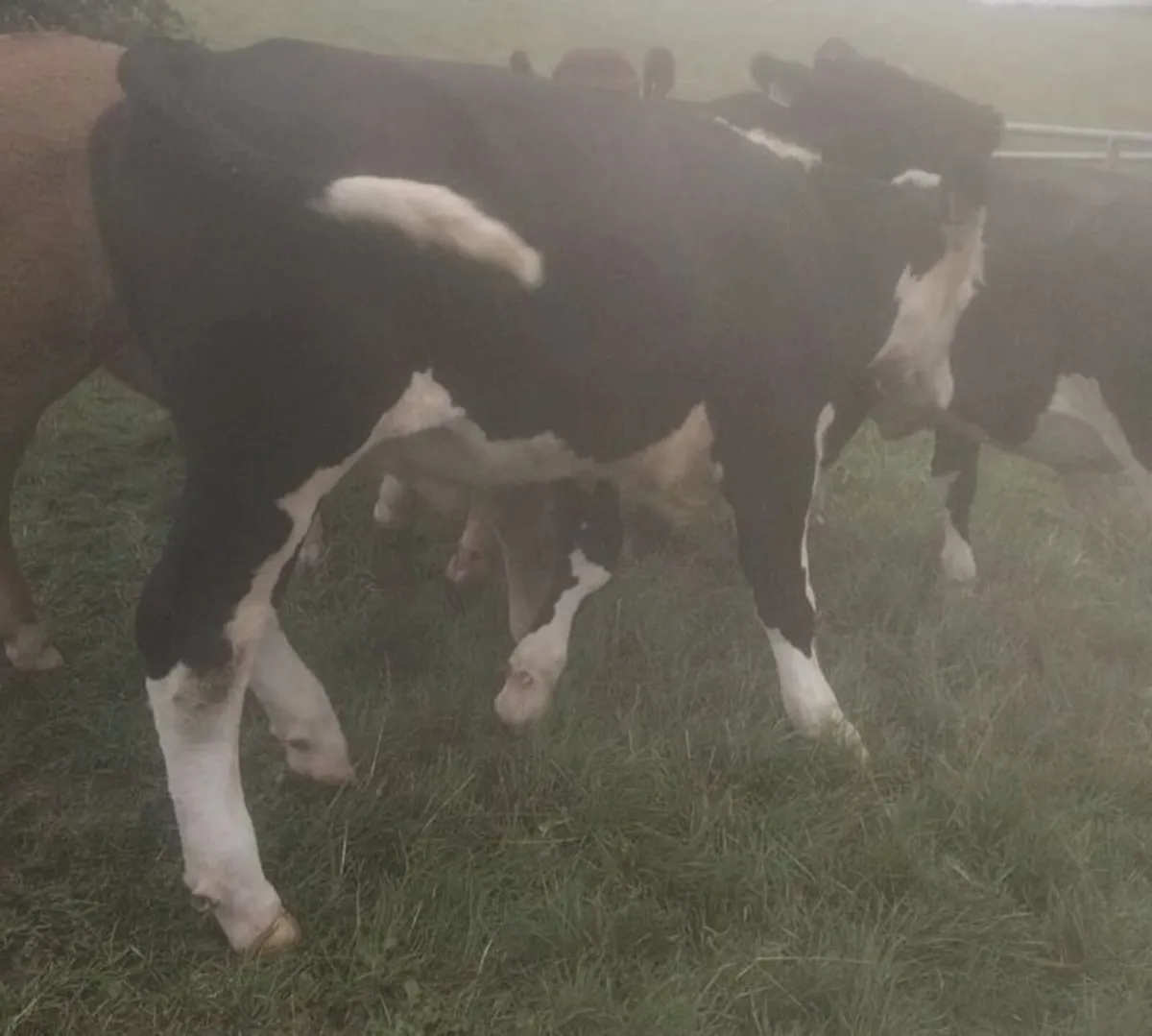 Bullocks - Image 3