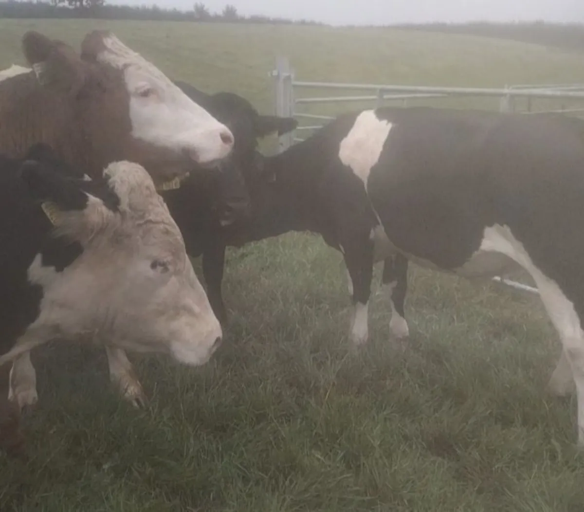 Bullocks - Image 4
