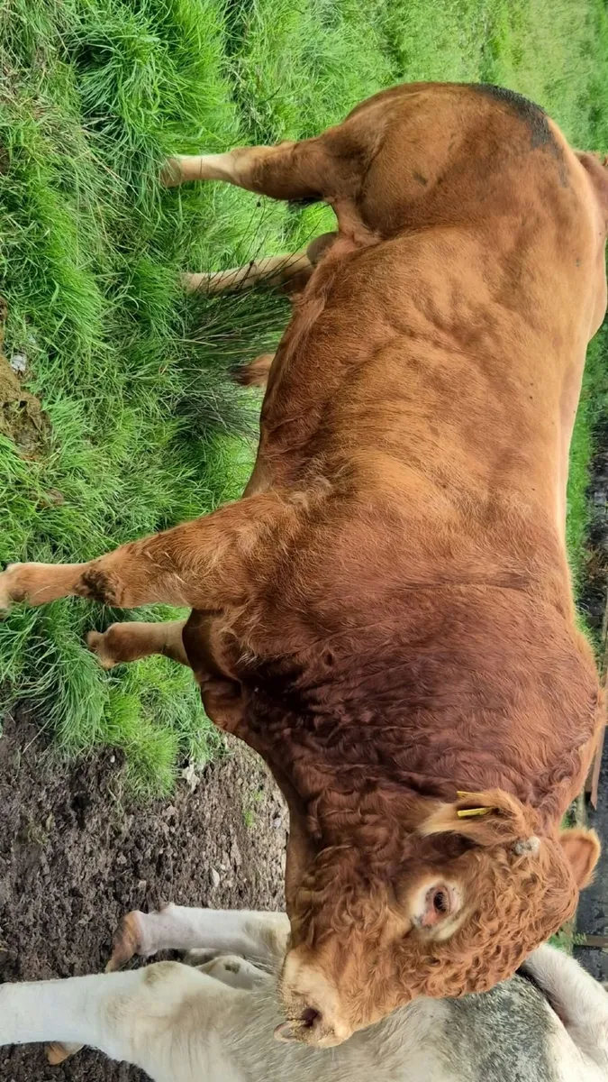 Limousin bull - Image 1