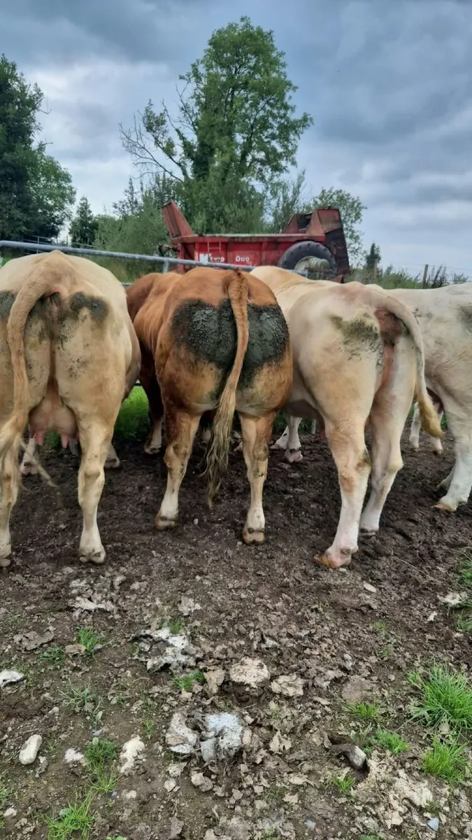 Limousin bull - Image 3