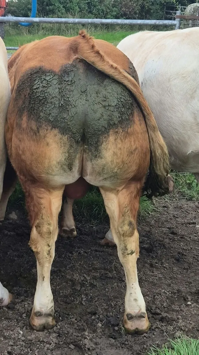 Limousin bull - Image 4