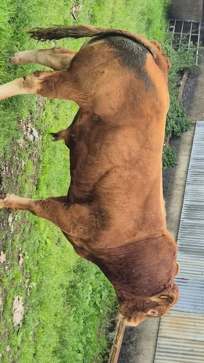 Limousin bull - Image 2
