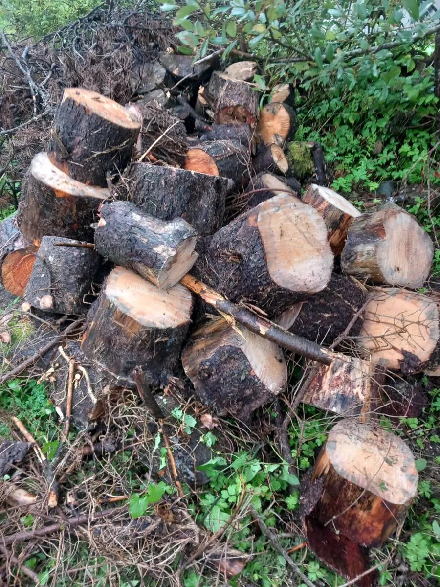 Fire wood 🪵 - Image 2