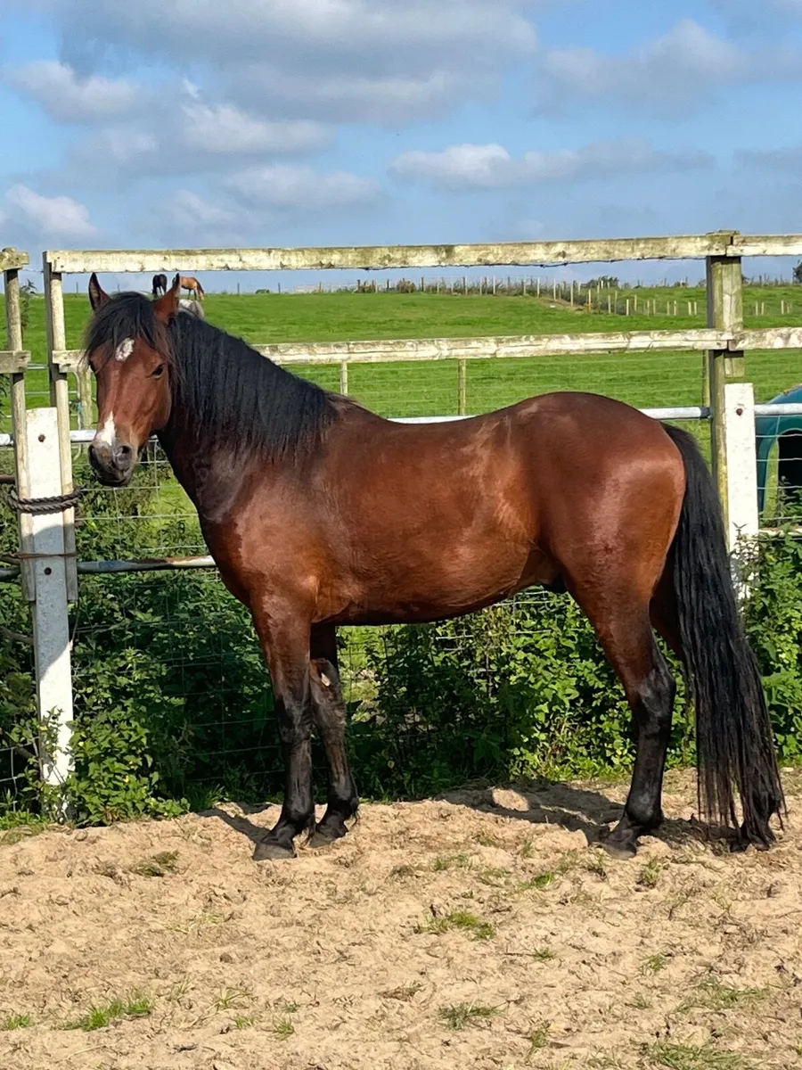 3yr old Connemara gelding by Gwenic de Gaoriva - Image 1