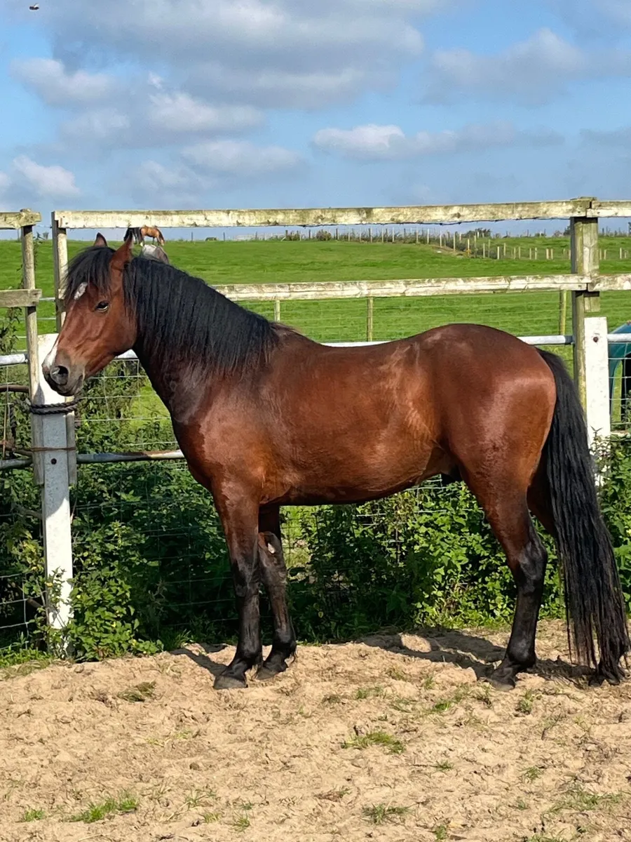3yr old Connemara gelding by Gwenic de Gaoriva - Image 2