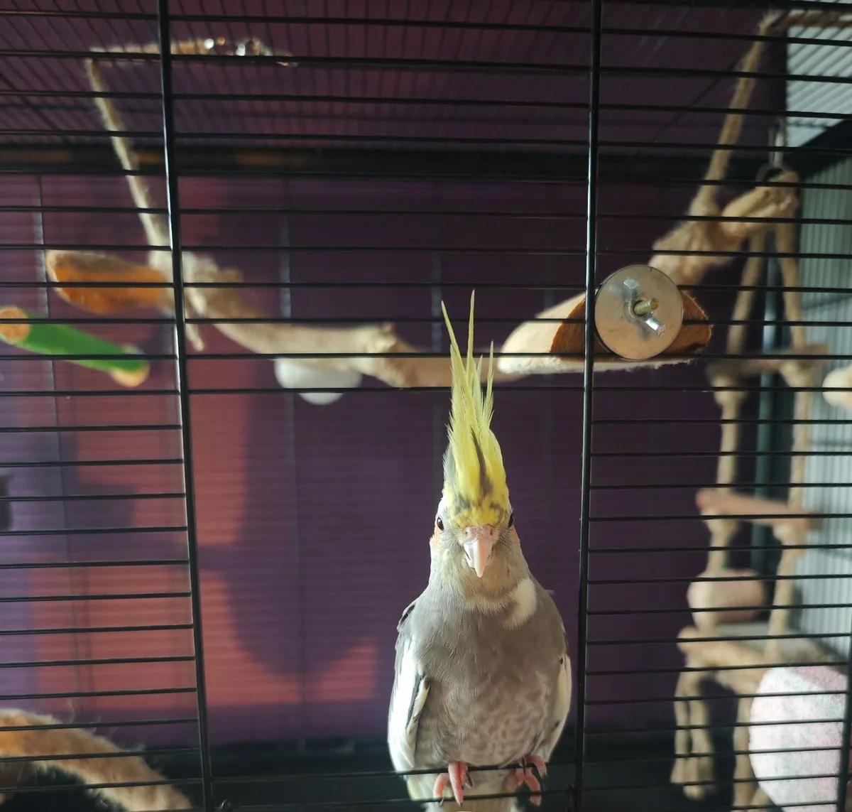 Cockatiel + large cage - Image 3