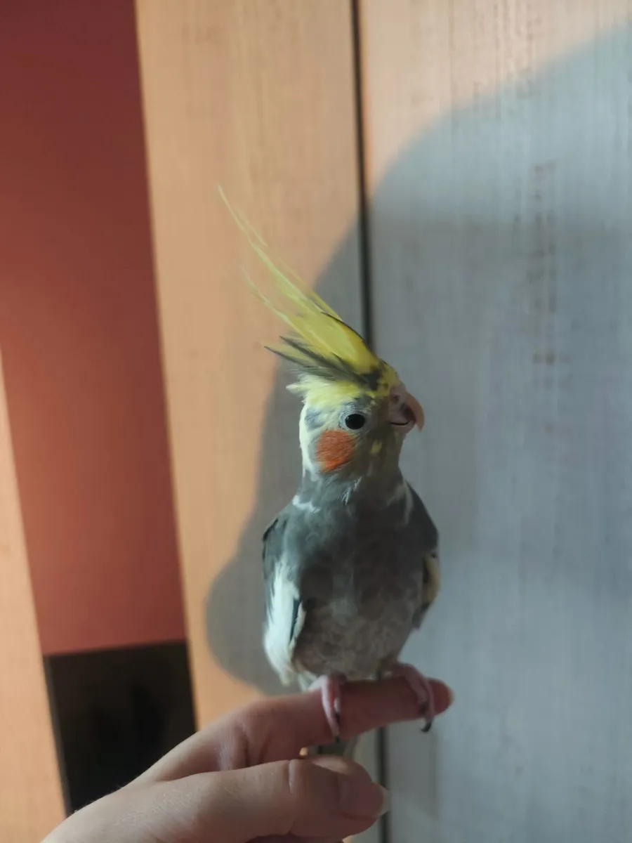Cockatiel + large cage - Image 2