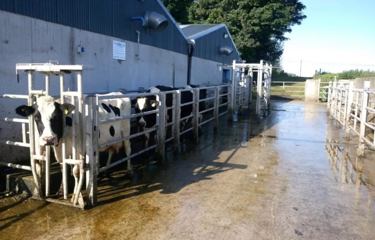 Cow Scanning - Image 1