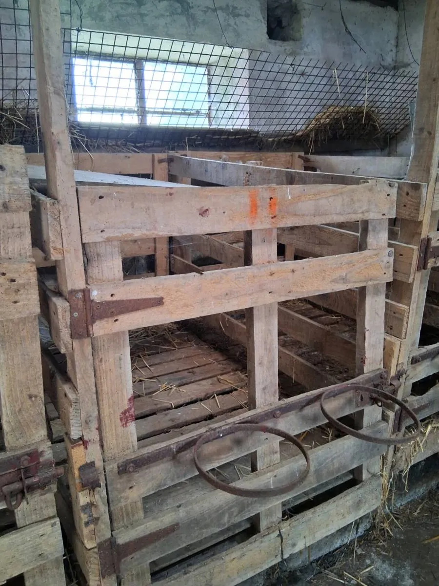 Calf pens - Image 1