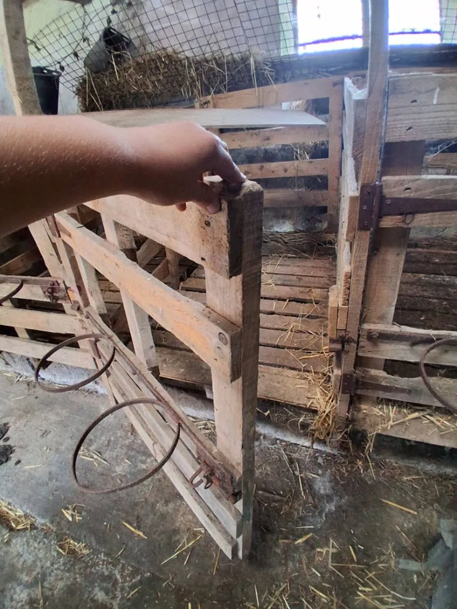 Calf pens - Image 4