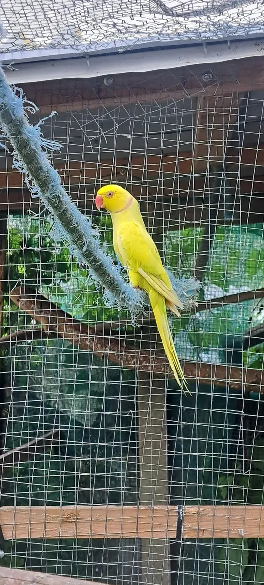 Ringneck  parots for sale - Image 2