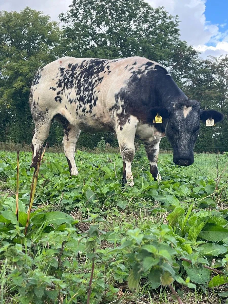 BBX heifer - Image 1
