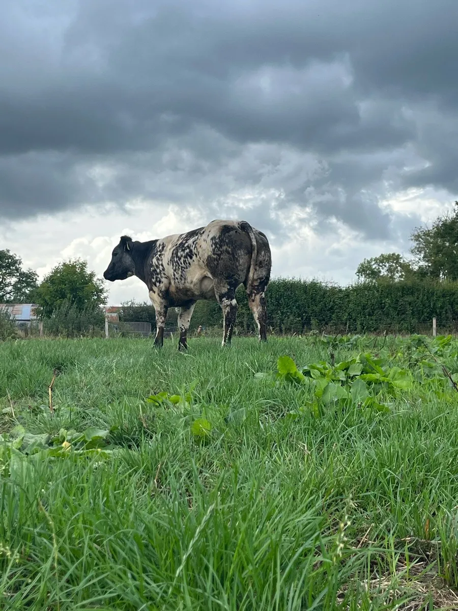 BBX heifer - Image 2