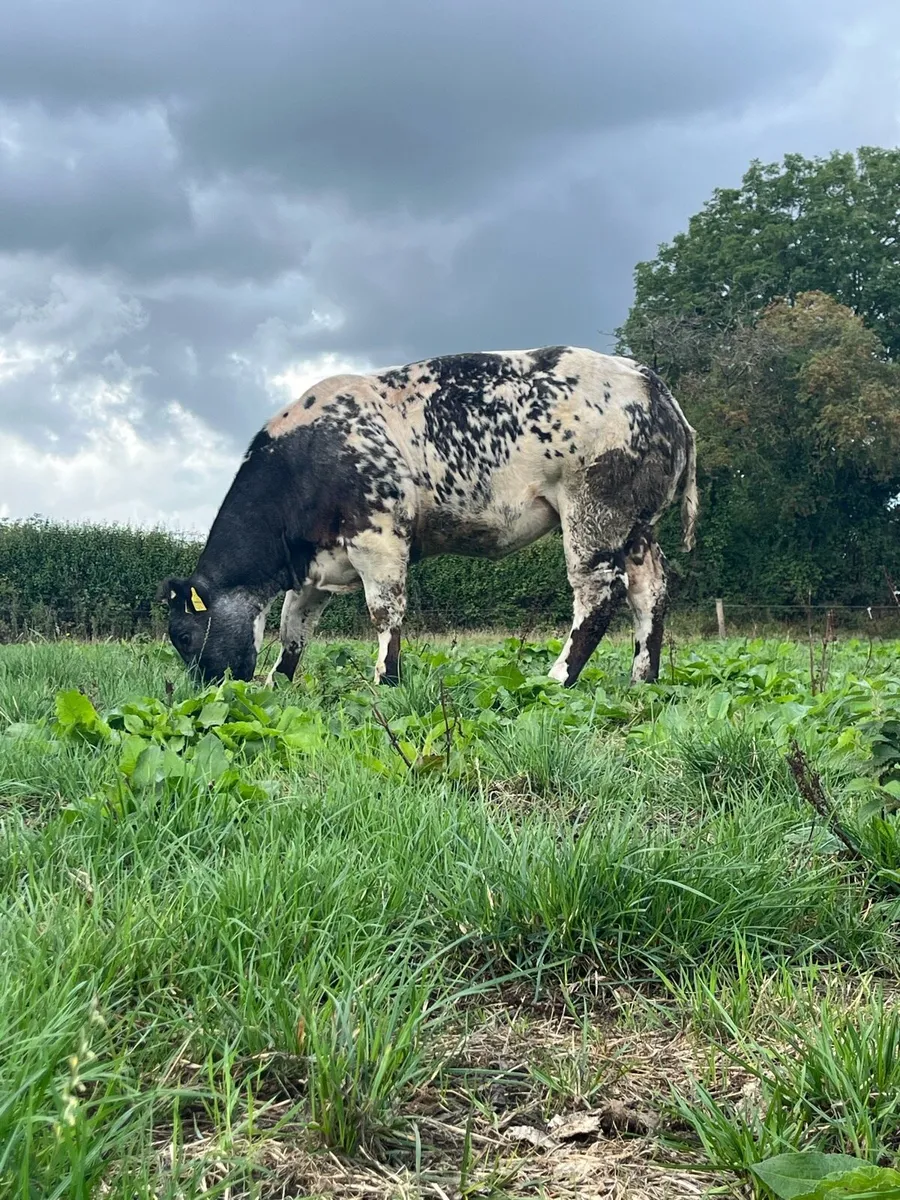 BBX heifer - Image 3
