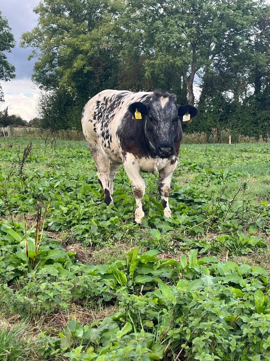 BBX heifer - Image 4