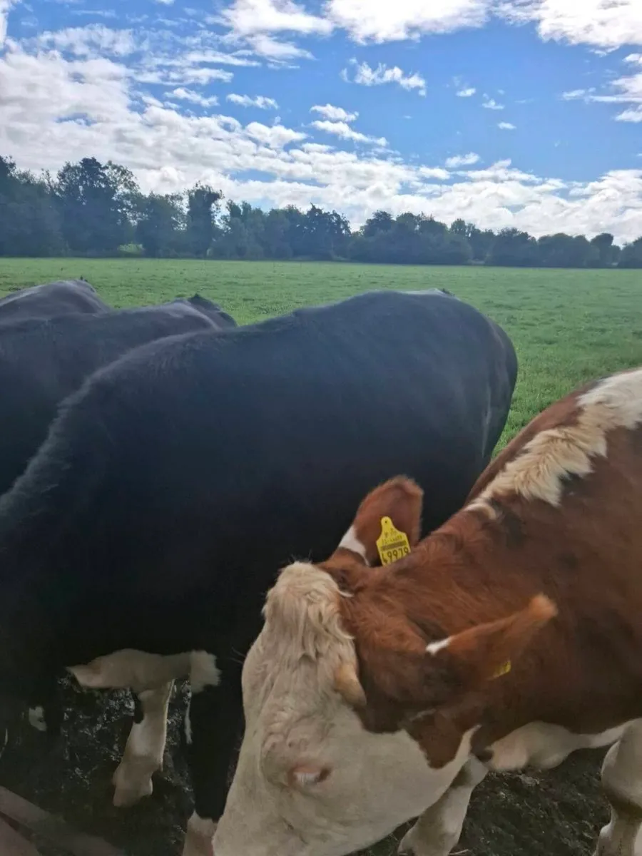 Livestock - Image 1