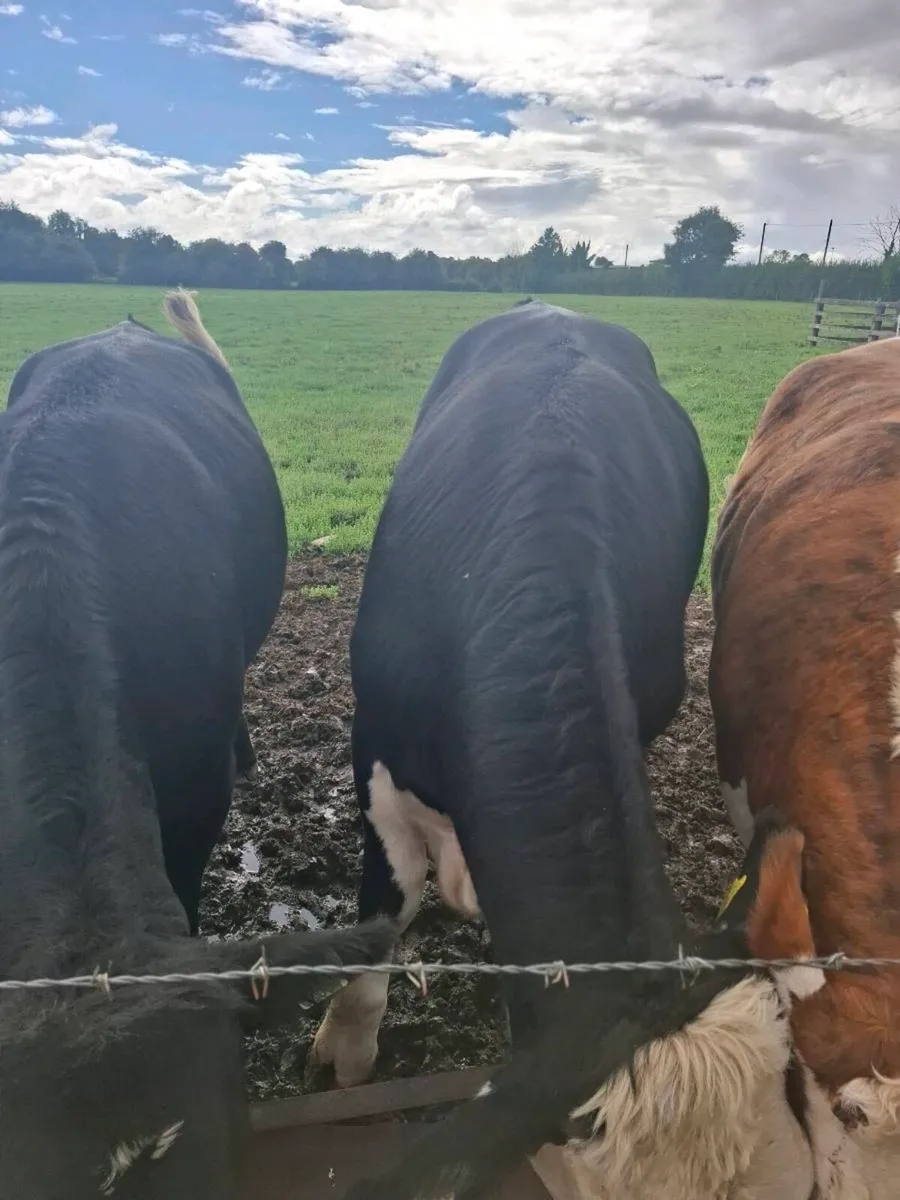 Livestock - Image 2