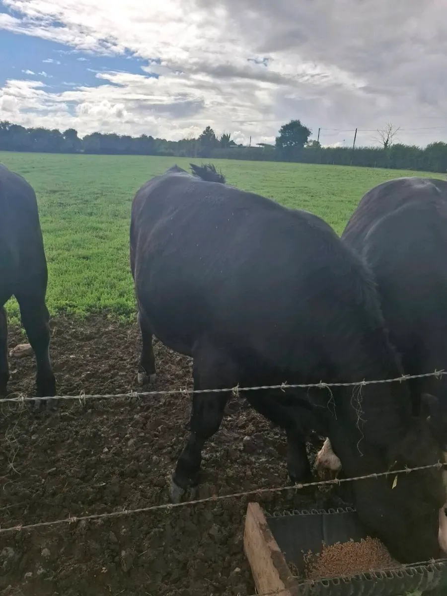 Livestock - Image 3