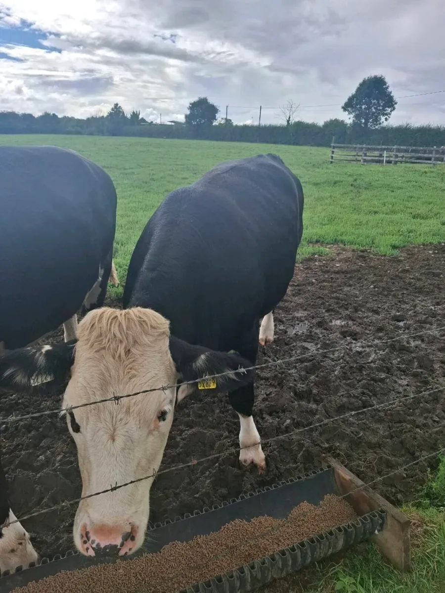 Livestock - Image 4