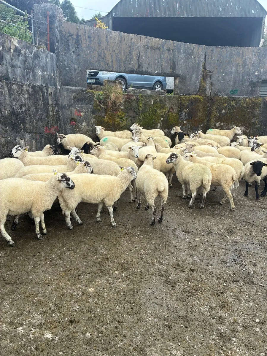 Hoggets - organic - Image 2
