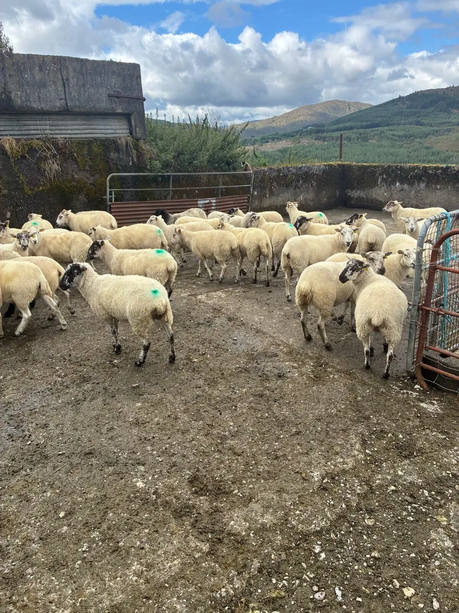 Hoggets - organic - Image 3