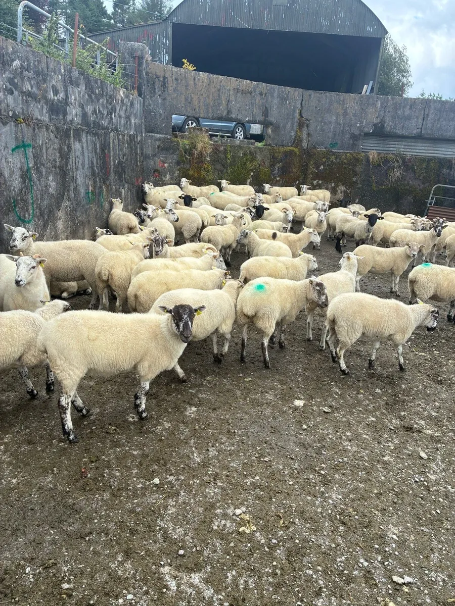 Hoggets - organic - Image 1