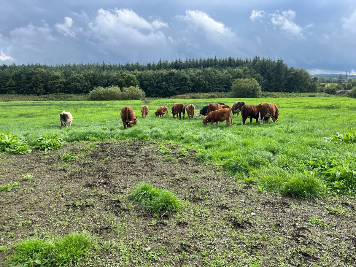 Hereford, AA & limousine heifer - Image 4