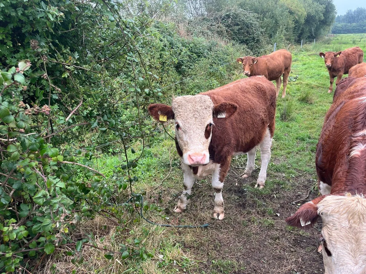 Hereford, AA & limousine heifer - Image 2