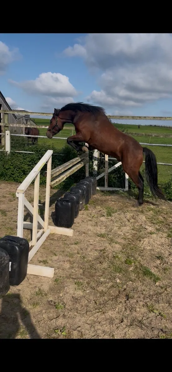 3yr old Connemara gelding by Gwenic de Gaoriva - Image 3
