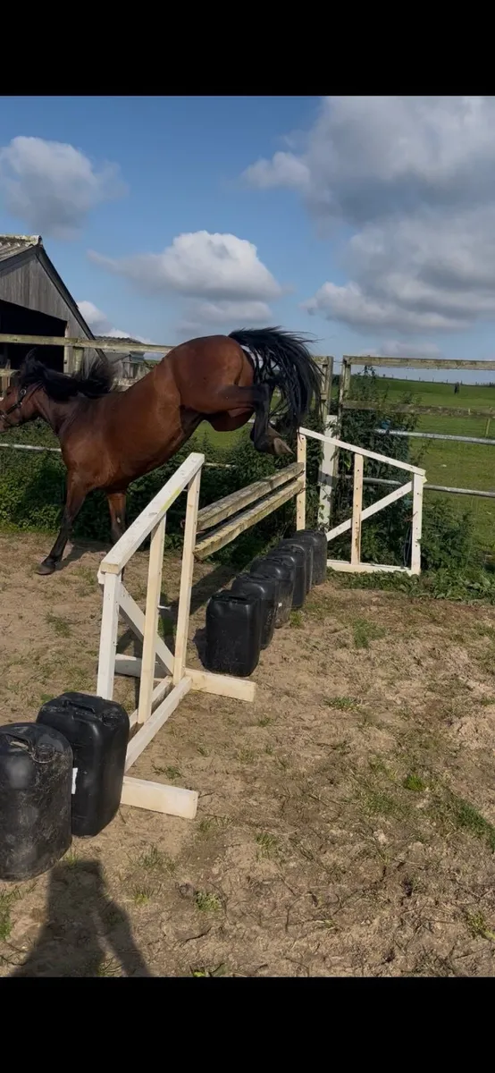 3yr old Connemara gelding by Gwenic de Gaoriva - Image 4