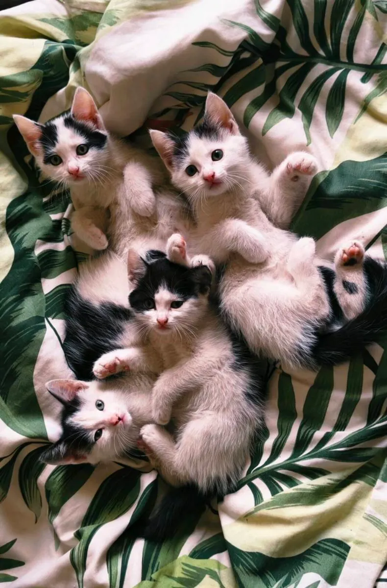 Kitten s Black & White - Image 2