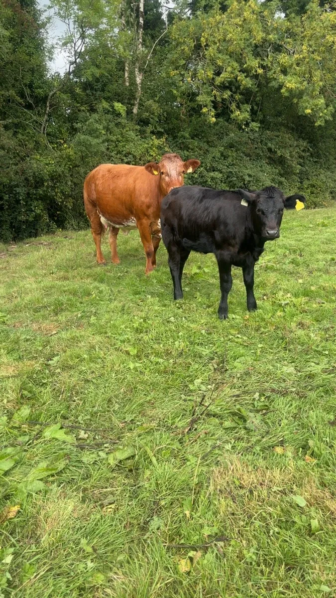 Super heifer and heifer calf at foot - Image 2