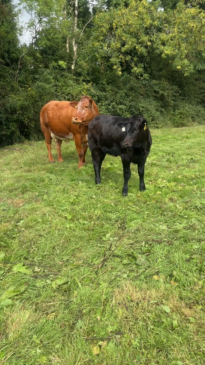 Super heifer and heifer calf at foot - Image 1