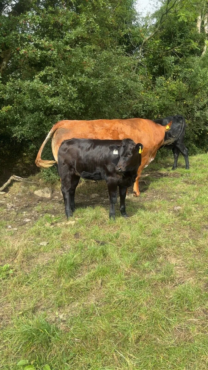 Super heifer and heifer calf at foot - Image 3