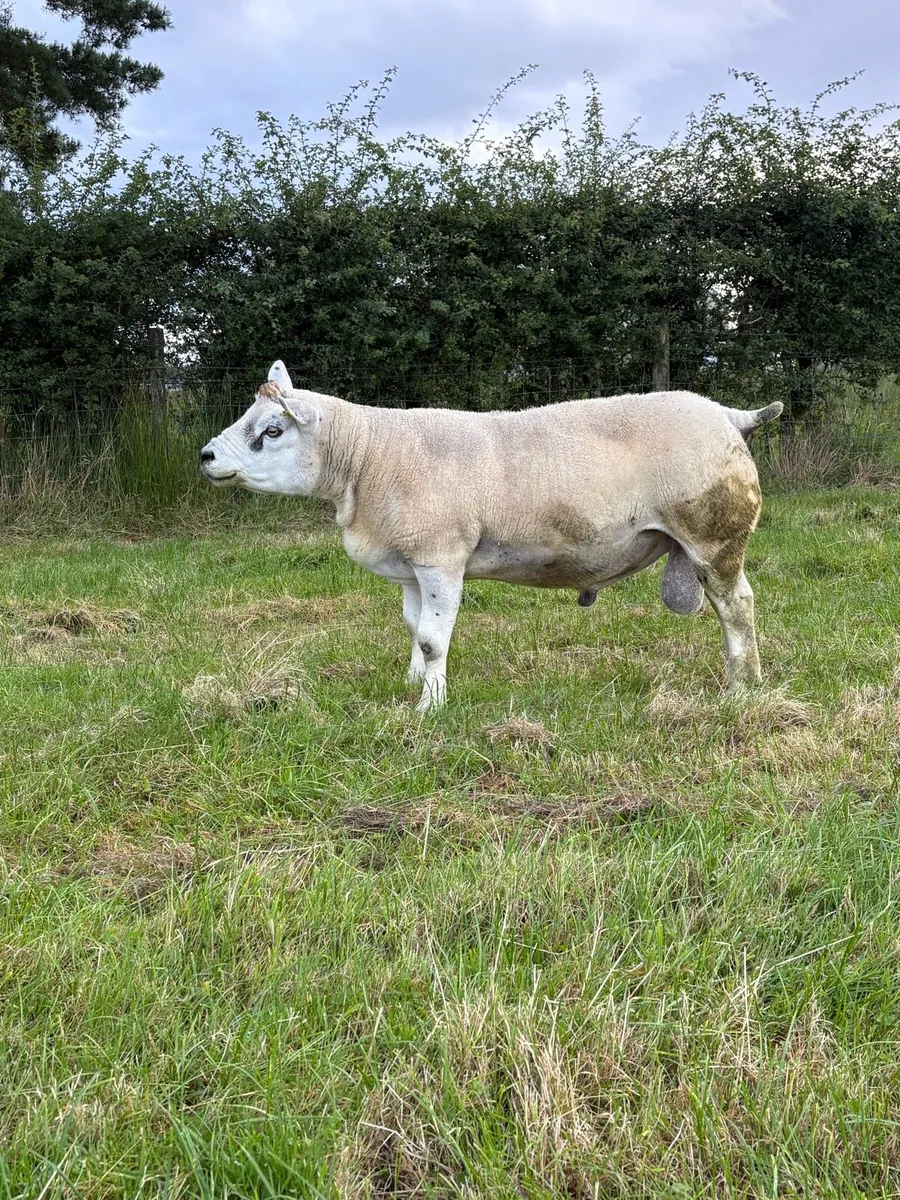 Texel stock ram - Image 2