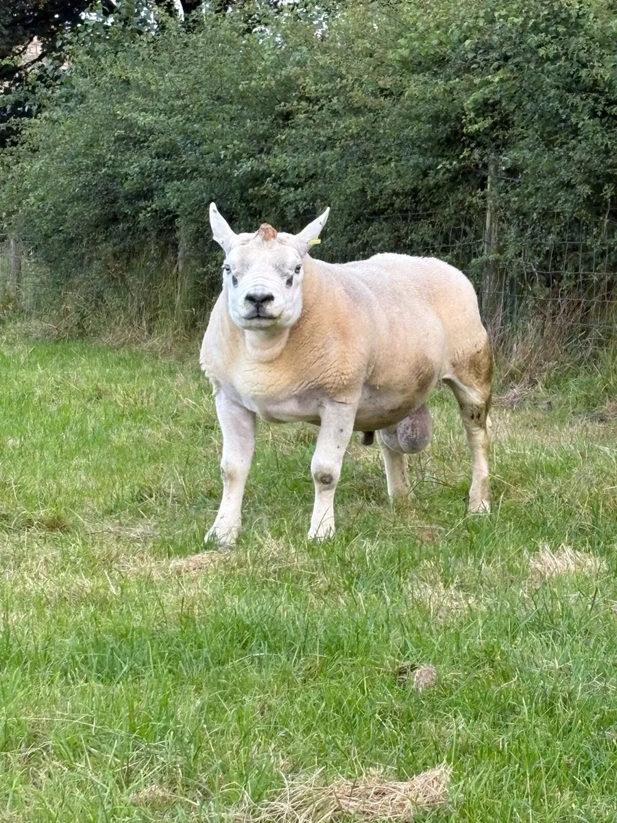Texel stock ram - Image 1