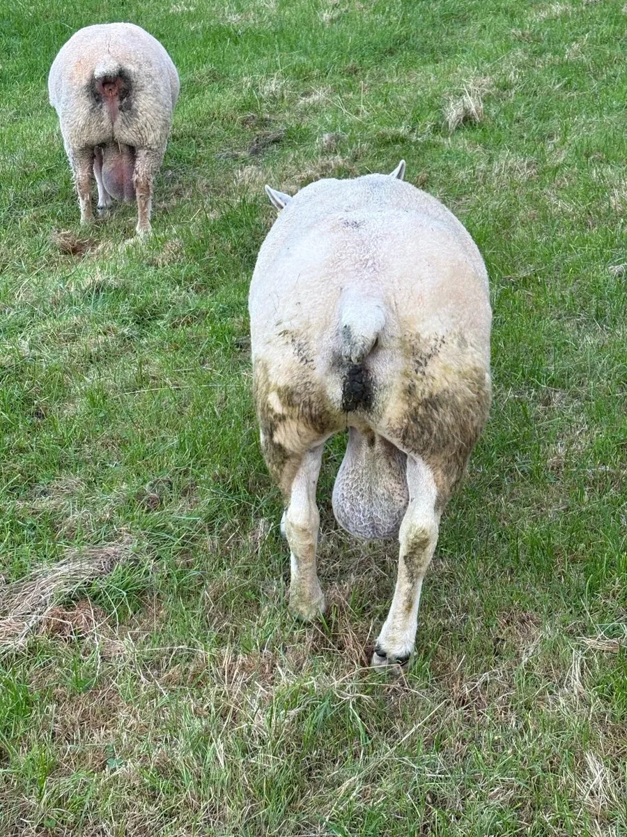 Texel stock ram - Image 3
