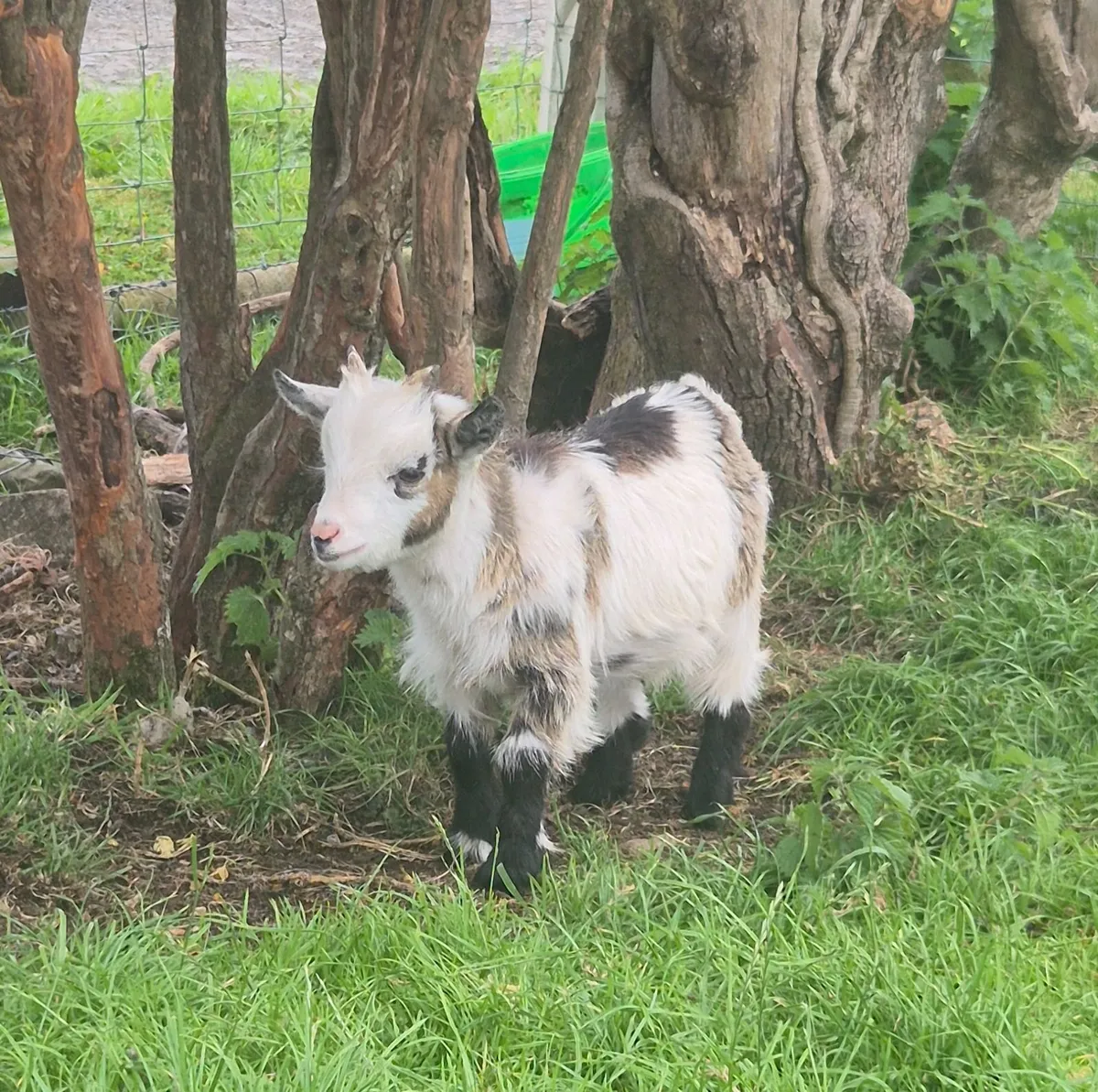 Goats - Image 2