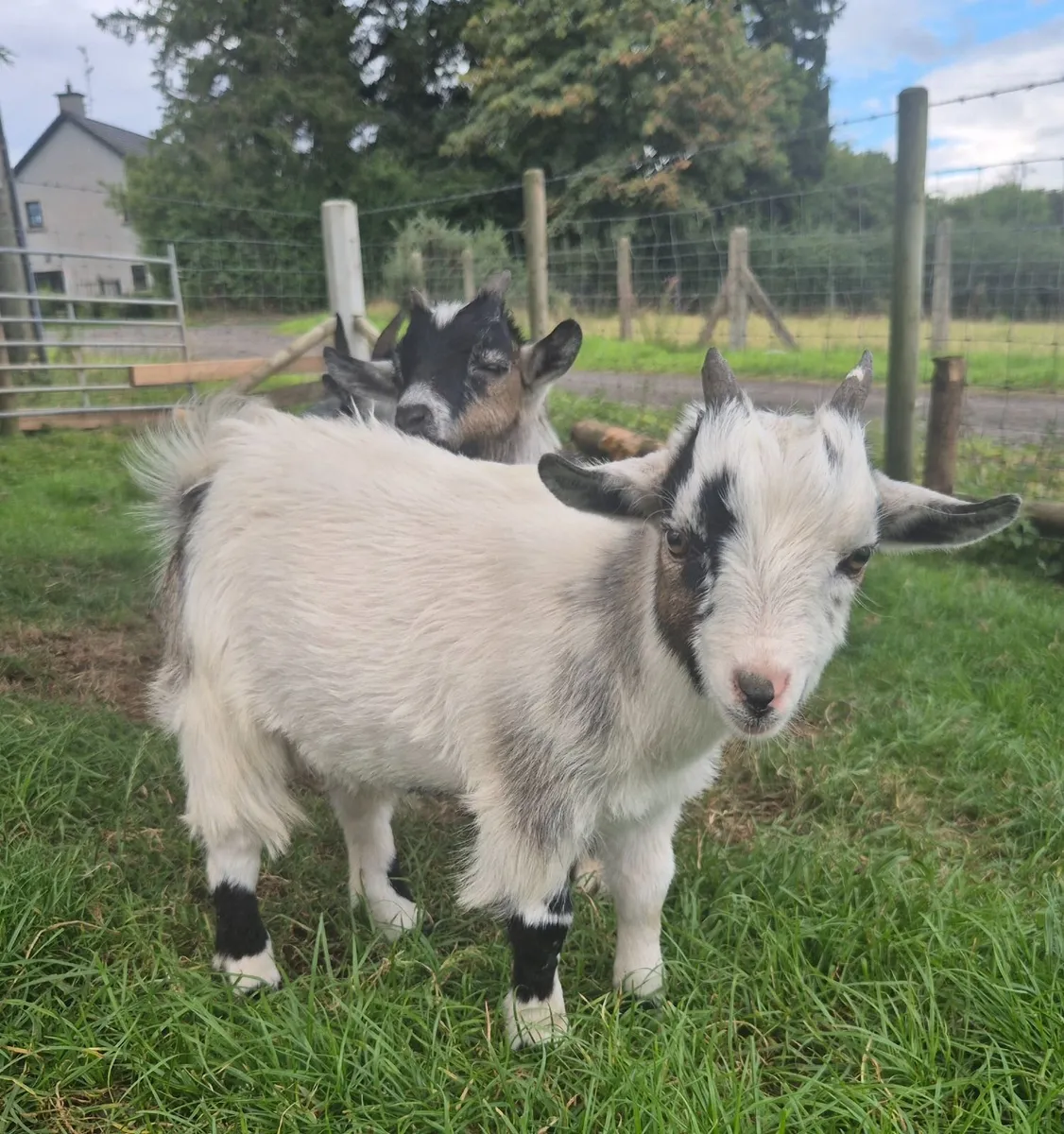 Goats - Image 3